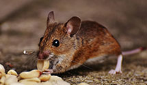 24 Hour & Emergency Exterminators in Ocoya, IL